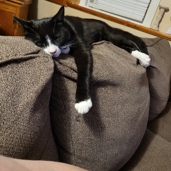 Pet friendly house - Picture 2 of 2